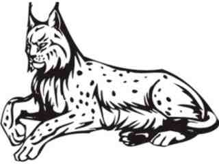  Wildcat Animal Wild_ 0 1 9a Decal Proportional