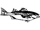  Bass Fish 1 1 4 1 V A 1 Decal