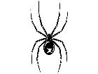  Black Widow Spider 1 Decal