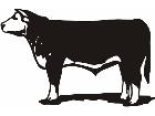  Bull Cow 2 C U 1 Decal