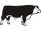  Bull Cow 3 C U 1 Decal