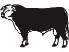  Bull Cow C U 1 Decal