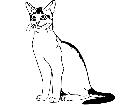  Cats Abyssinian 1 3 1 V A 1 Decal