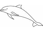  Dolphin 1 2 1a Decal