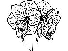  Flowers Amaryllis 1 5 9 V A 1 Decal