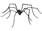  Insects Long Legs Spider 1 4 4 V A 1 Decal