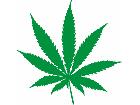  Marijuana Leaf Weed Decal