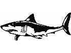  Shark Great White Decal