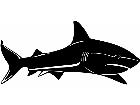 Shark Great White 3 Decal