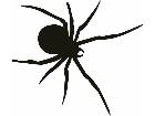  Spider Decal