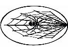  Spider In Web Circle Decal